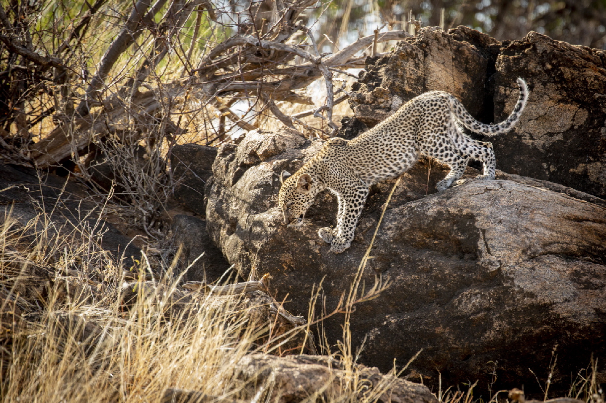 Leopard Samburu