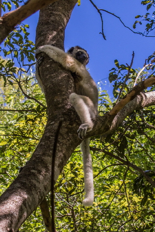Lemuren in Madagaskar