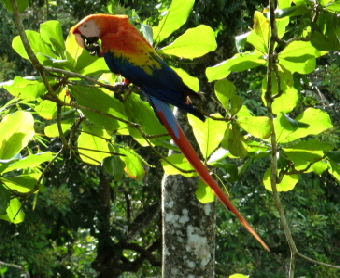 Ara auf Osa Costa Rica