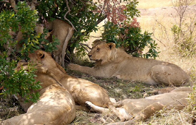 L�wen in der Masai Mara Kenia