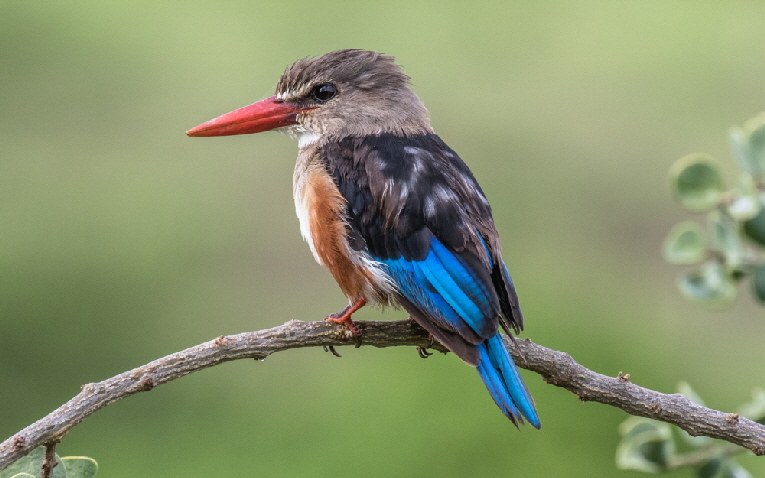 GRAUKOPFLIEST GRAUKOPFLIEST