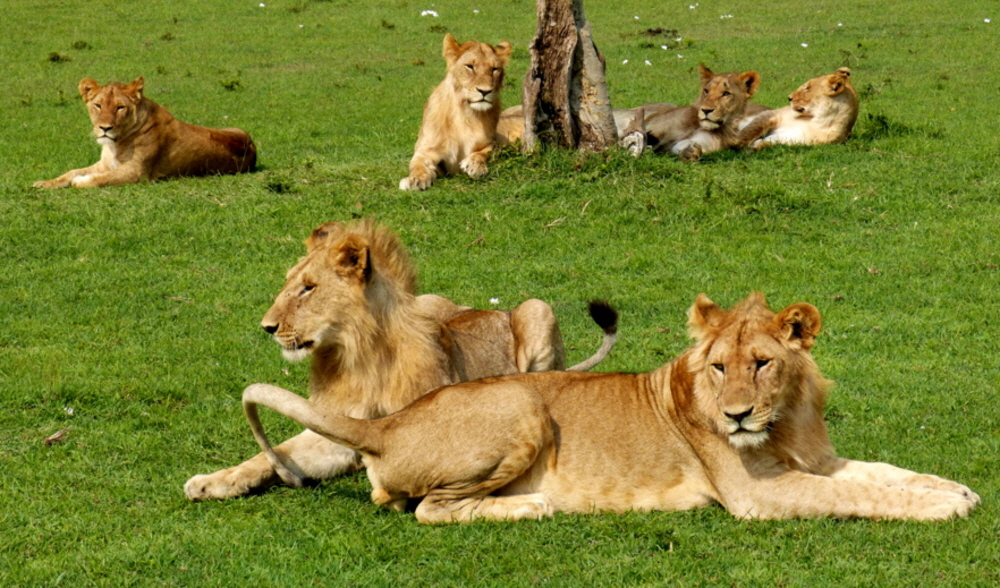 Elephant Pepper Camp Masai Mara L�wenrudel
