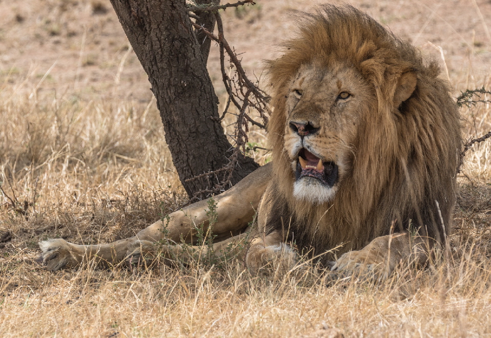 Safari Kenia masai mara Löwe Safari Kenia masai mara Löwe