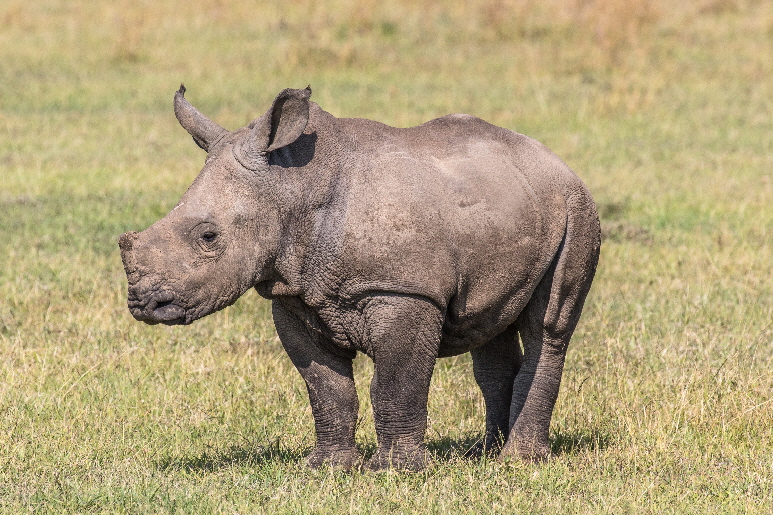 Nashorn in Ol Pejeta  Laikipia