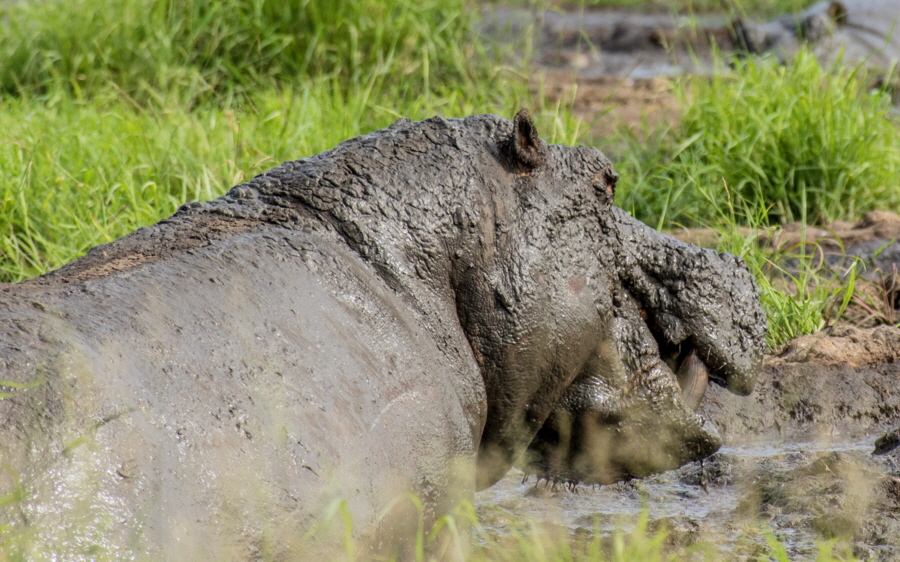 Flusspferd im Katavi 