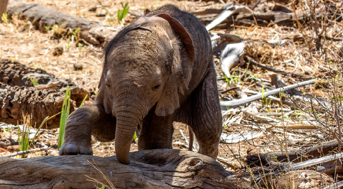 Safari-Kenia- Elefanten-Safaris Safari-Kenia- Elefanten-Safaris