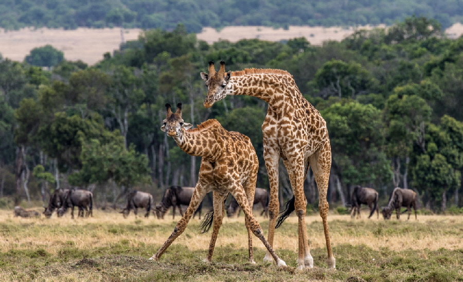 Kenia-2015-10-07-0343 Kenia-2015-10-07-0343