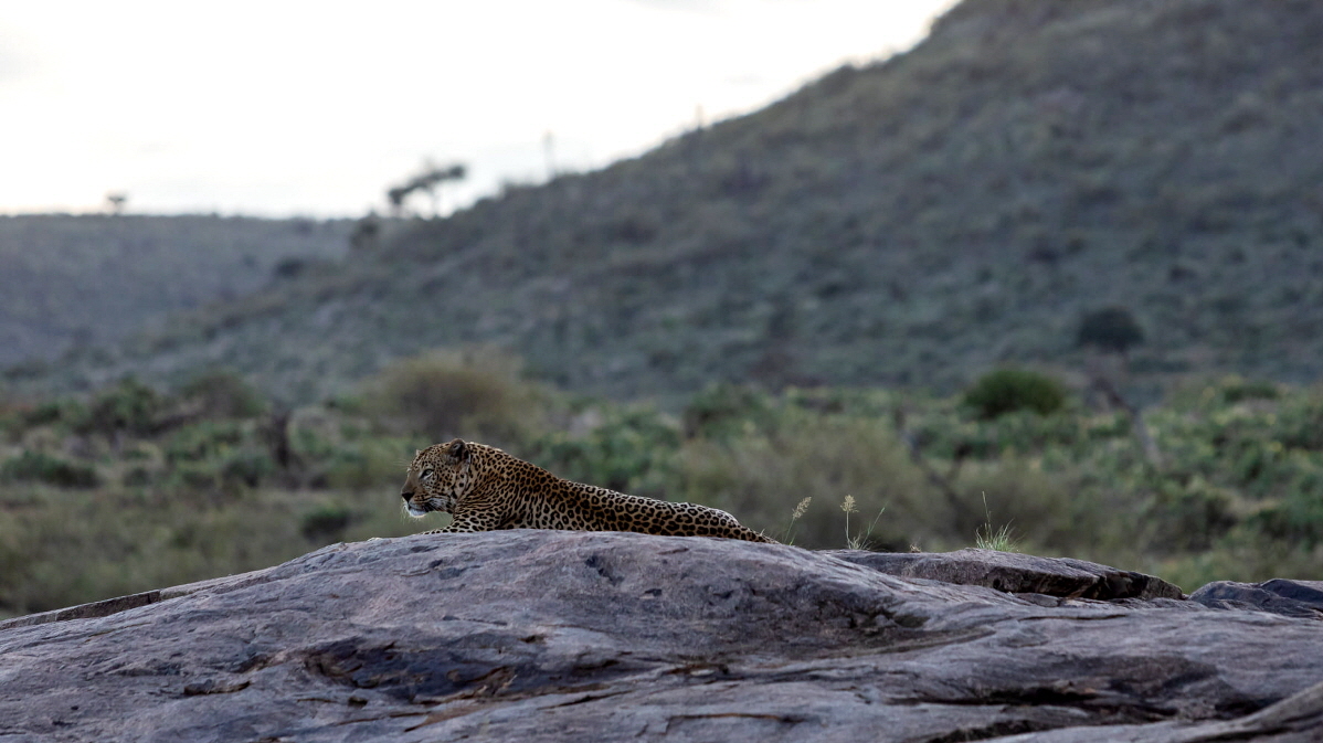 Leopard, Micha G�rtz