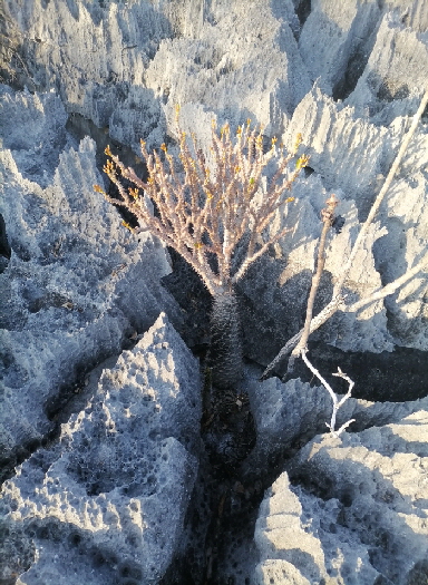 Namoroka-tsingy-camp-madagaskar_0001