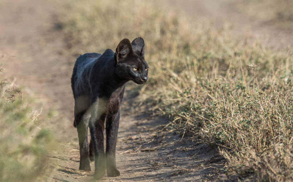 Ol Mara Camp schwarzer Serval 