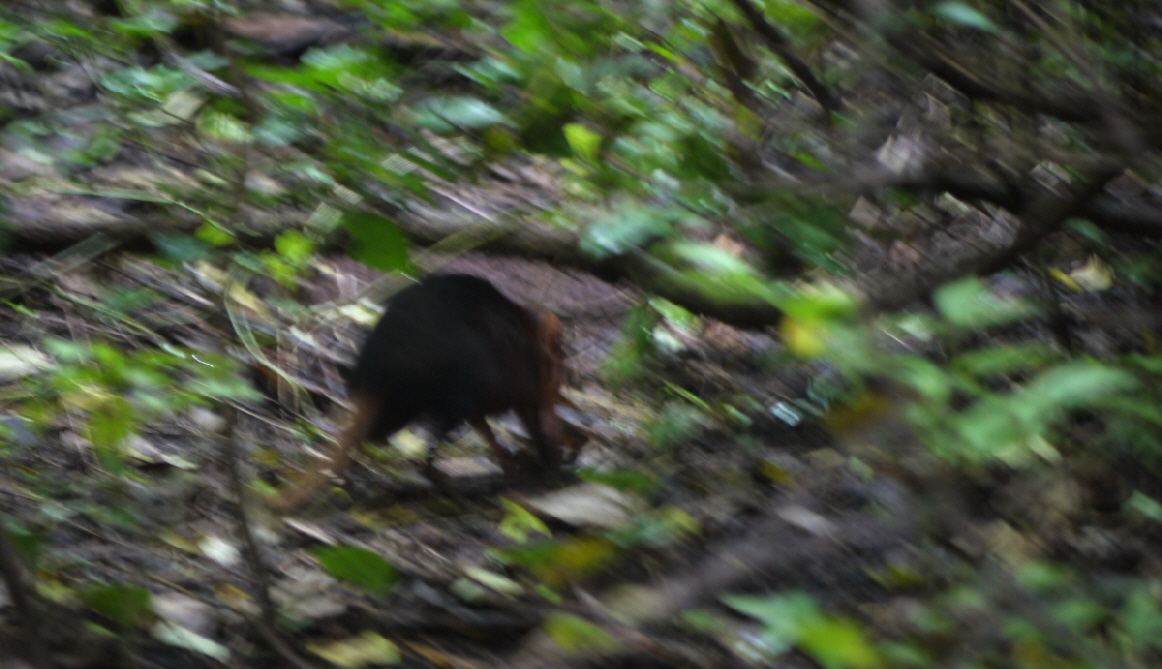 Sengi im Garten Sansibar-R�sselhund