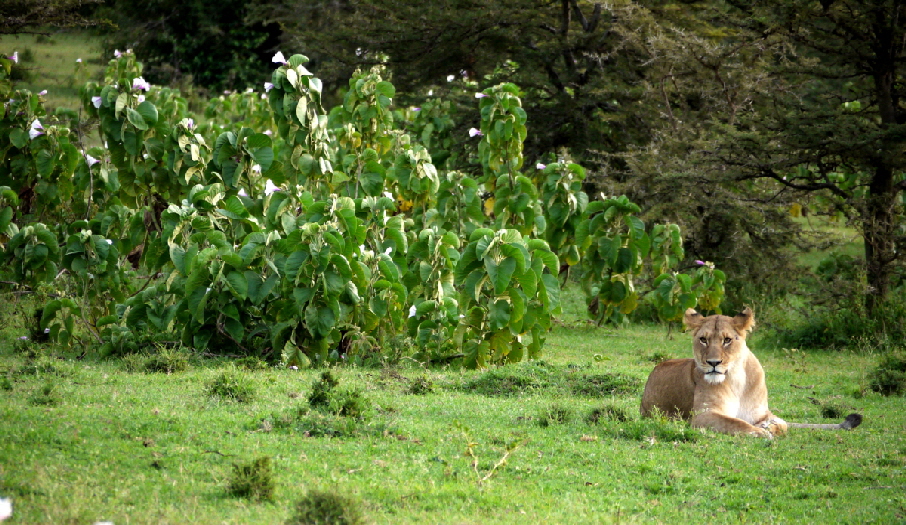 Masai-Mara Enkopiro-Camp