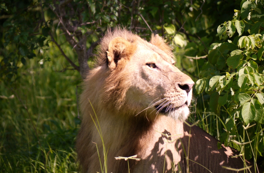 L�wenkater Ruaha Safari Tansania