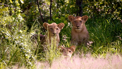 Safari-Tansania-African-Queen-Safaris