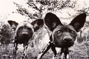 Sand Rivers Wildhunde Tanzania