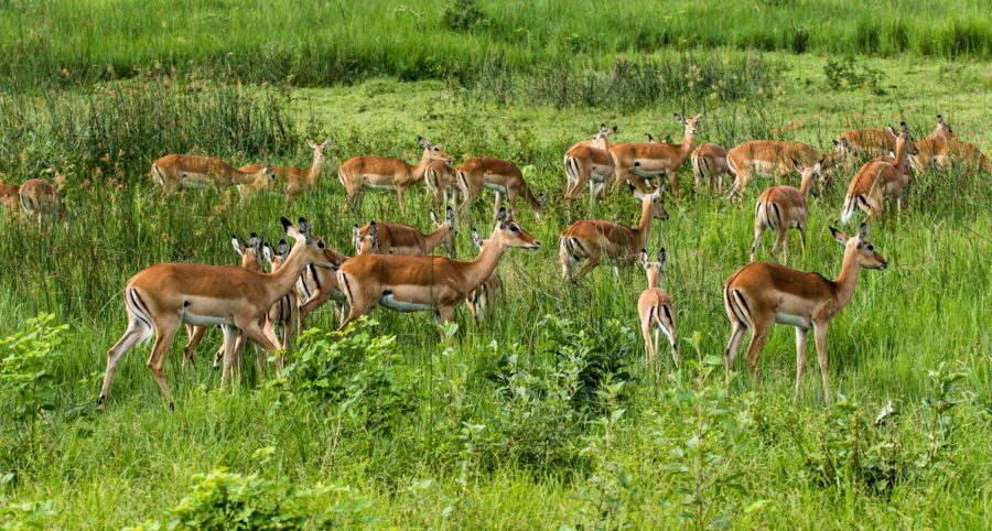 Impalas