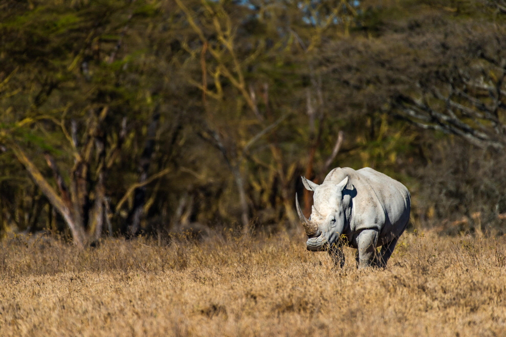 Lake Nakuru NP Breitmaulnashorn