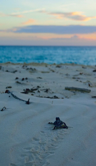 Laba Laba Fanjove Island Tansania 