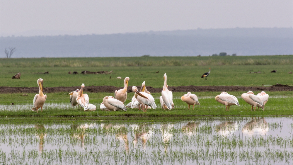 Pelikane Amboseli  safari 