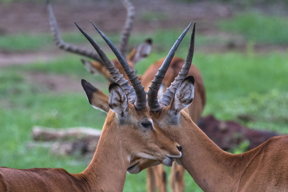 Impalas