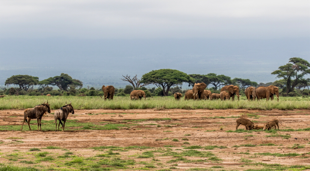 Amboseli M�rz 2018 