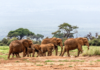 amboseli-kenia-safari