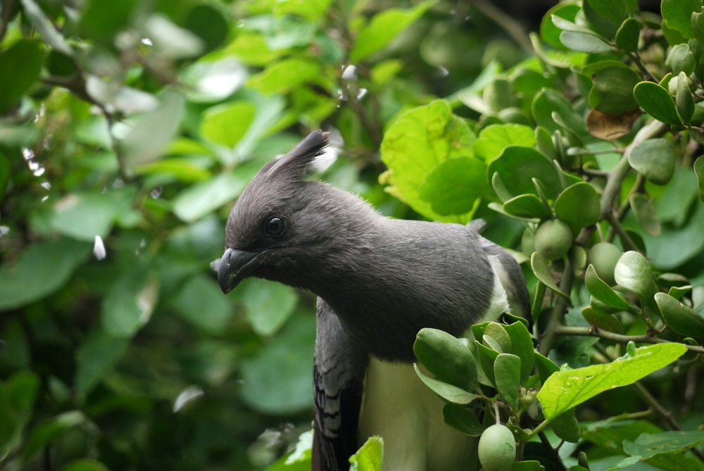 Amboseli und Kilimamscharo