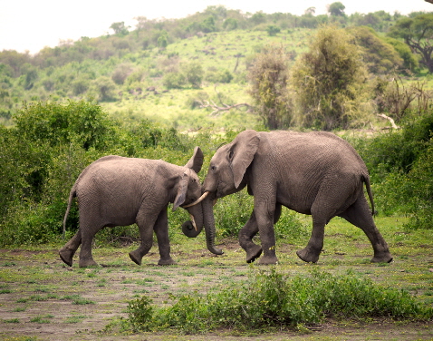 amboseli-safaricamp-kenia