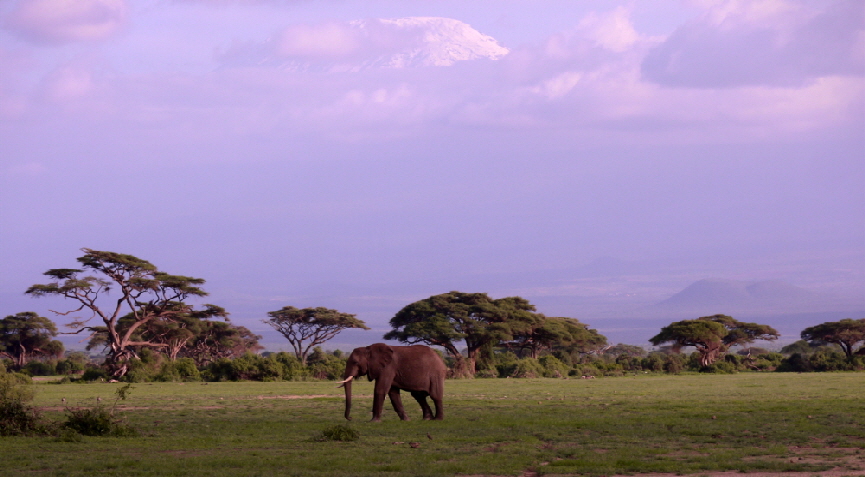 amboseli-Elefanten Safari Kenia 