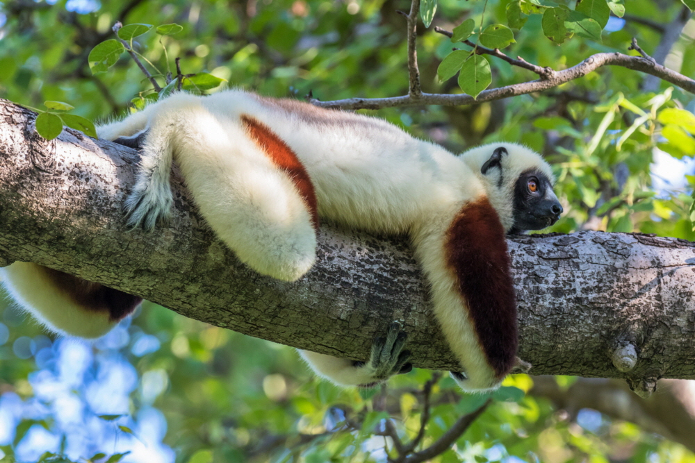 Coquerells Sifaka