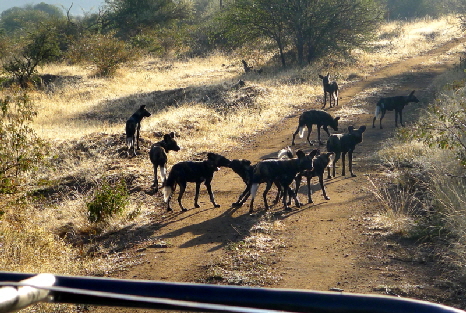 sosian-wilddogs -Kenia 