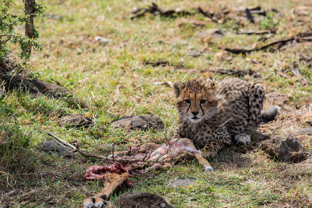 Tansania safari Gepard