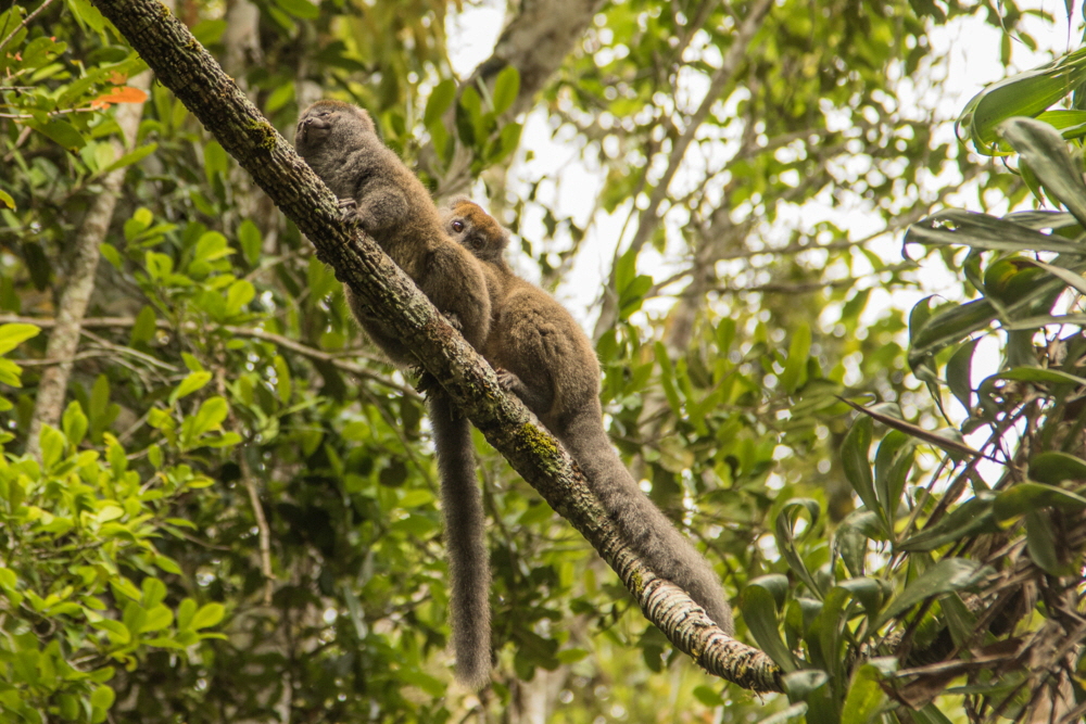 Bambus- Lemuren