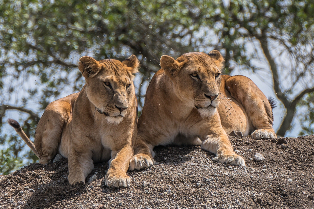 L�wen in Tarangire