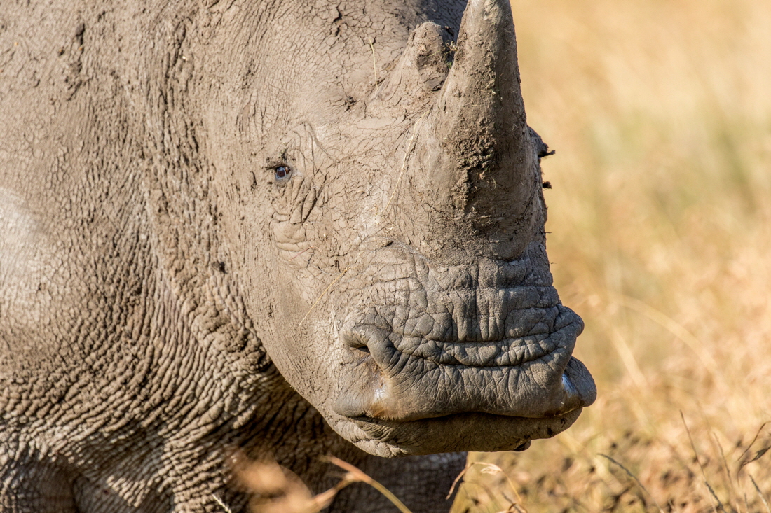 Lewa Downs Breitmaulnashorn
