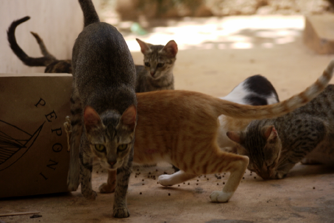 Katzen Insel Lamu Kenia