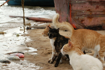 Insel Lamu Katzen Kenia 