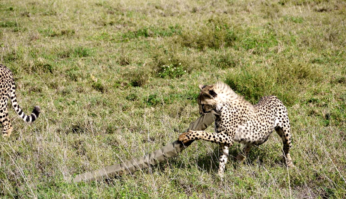 Geparden 