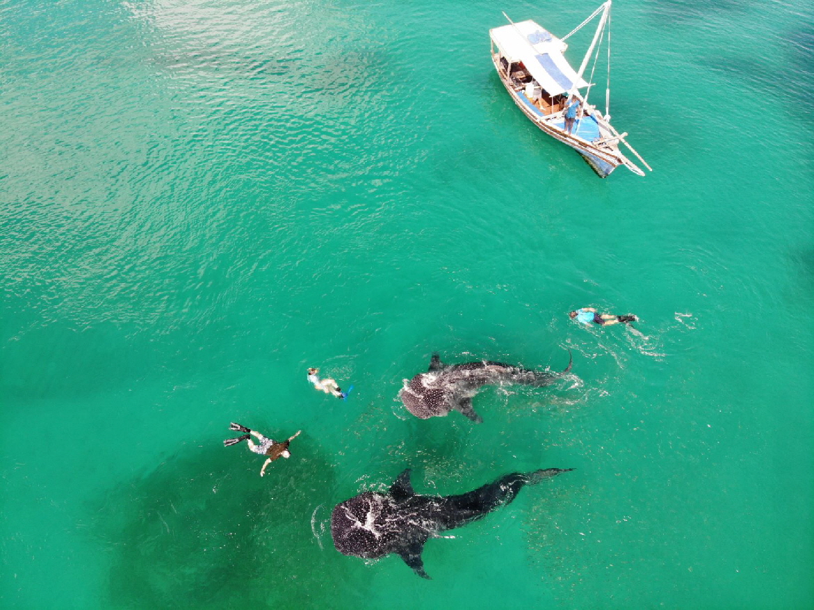 Walhaie  Chole Mjini  Insel Mafia 