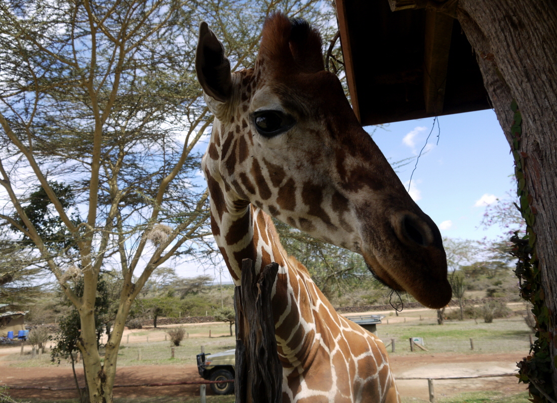 Tala darf gef�ttert werden 