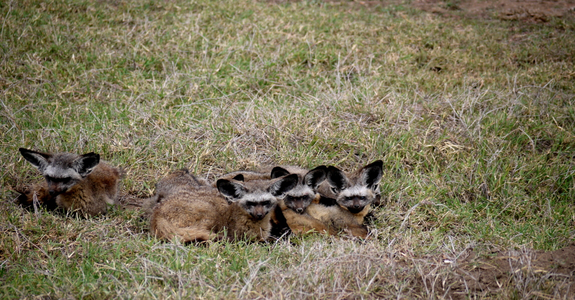 Bat eared foxes L�ffelhund 
