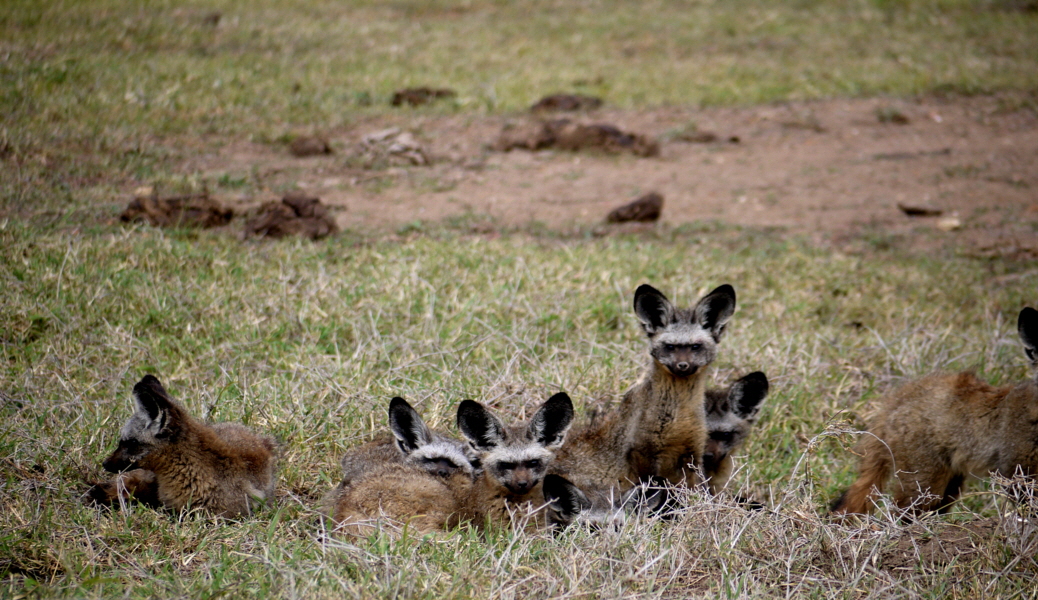 El Karama L�ffelhunde