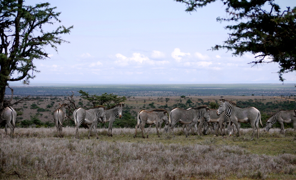 El Karama Lodge Grevyzebras