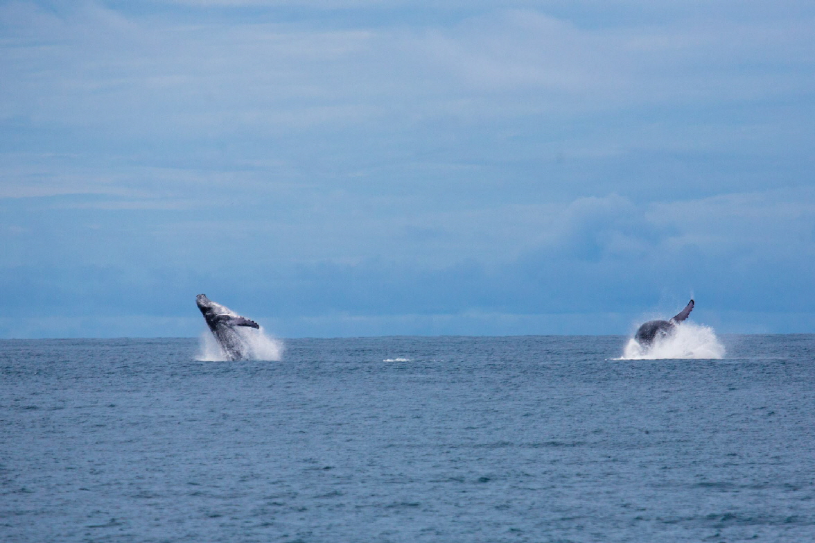 El Remanso Lodge Osa Halbinsel Wale im Gulfo Dulce