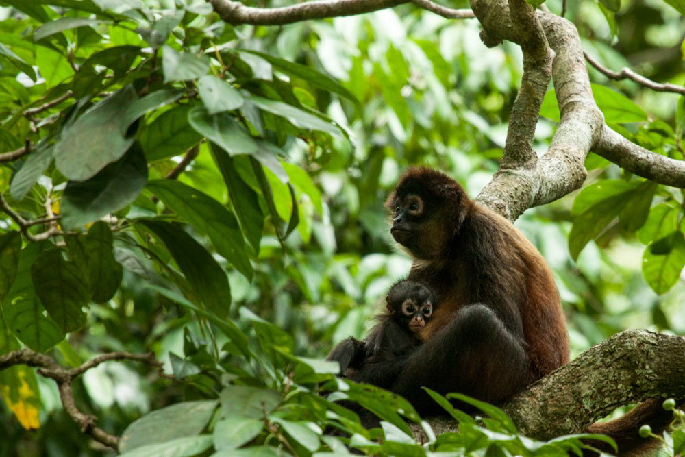 El Remanso Lodge Osa Halbinsel