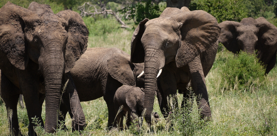 Tarangire Elefanten 