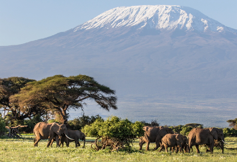 elefanten-kilimandscharo-Amboseli elefanten-kilimandscharo-Amboseli