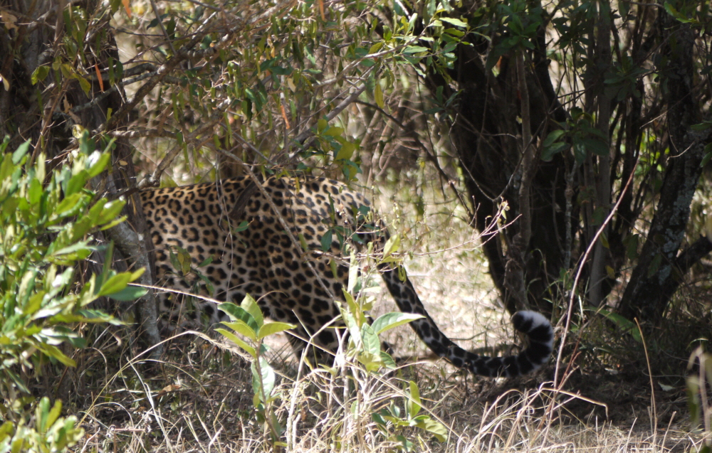 Leopard masai Mara 
