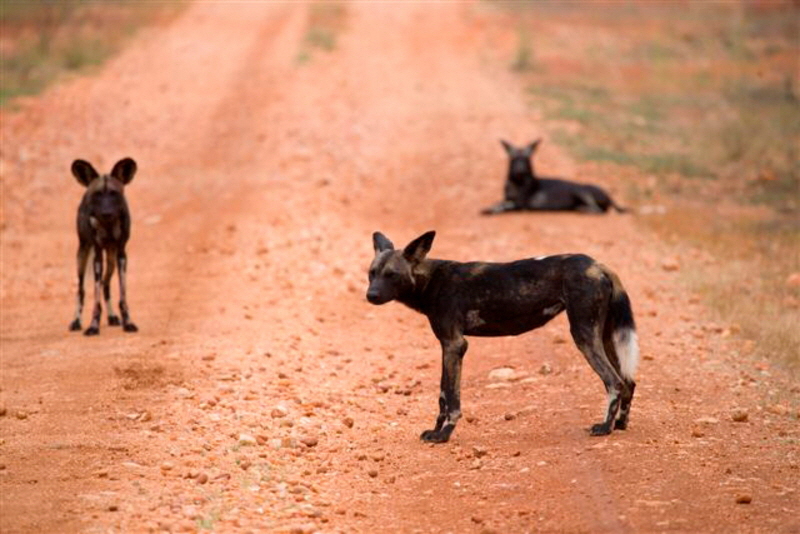 Lyacon Pictus in Meru 