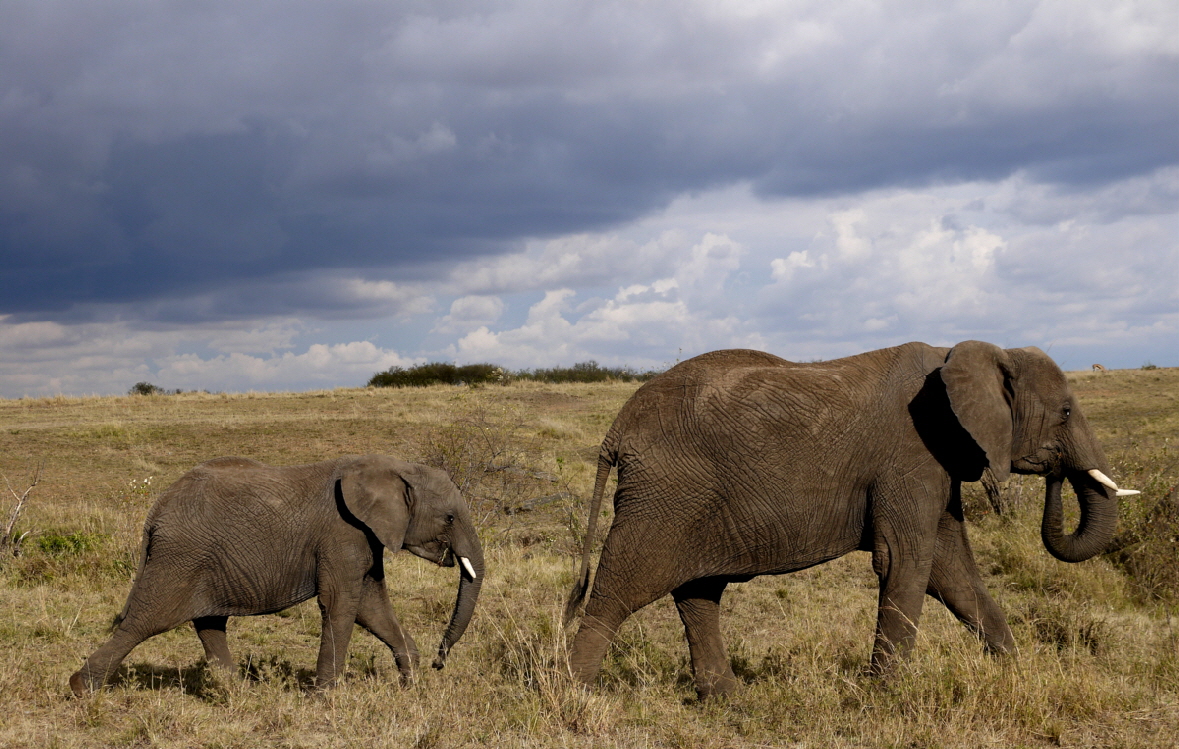 Encounter Mara Camp, Masai Mara Safaricamp Kenia 